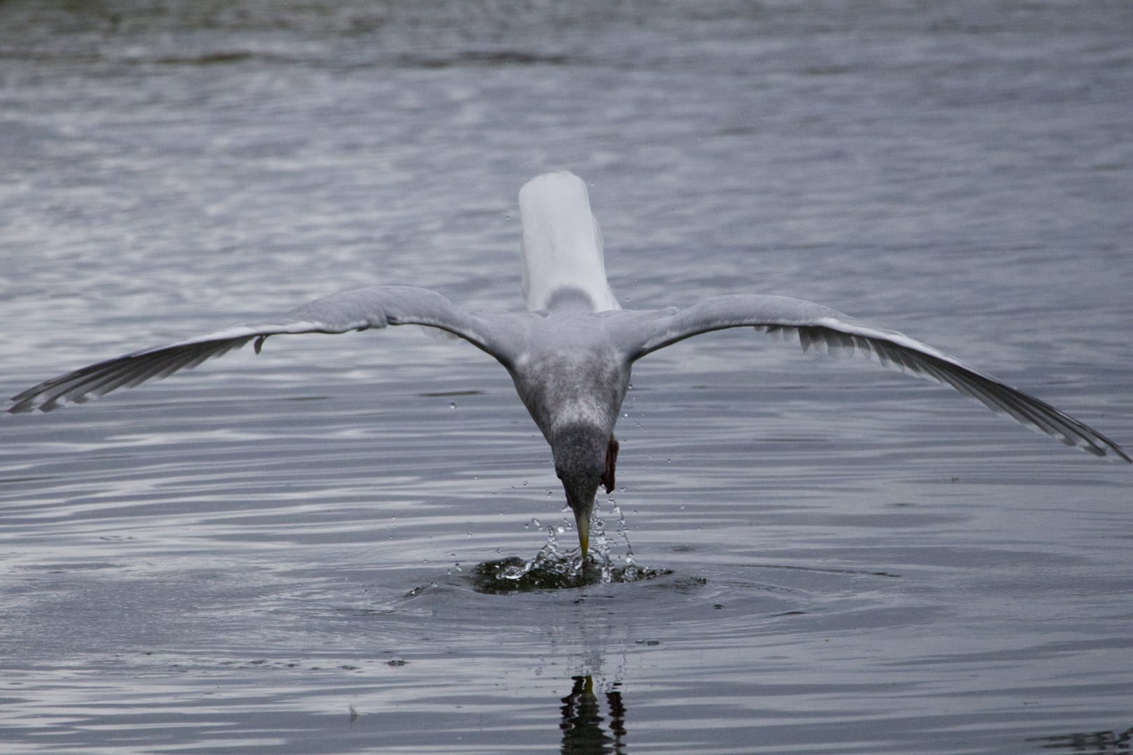 See? Gull