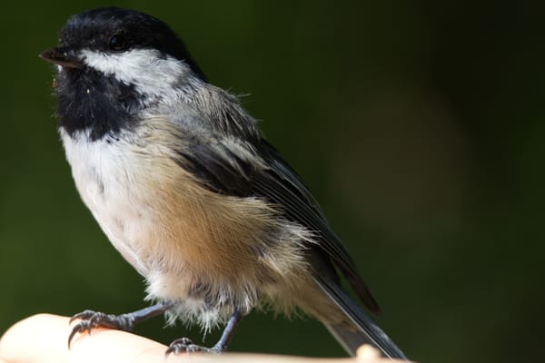 Reifel-ing through past hobbies