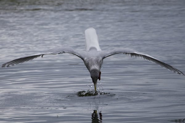 See? Gull